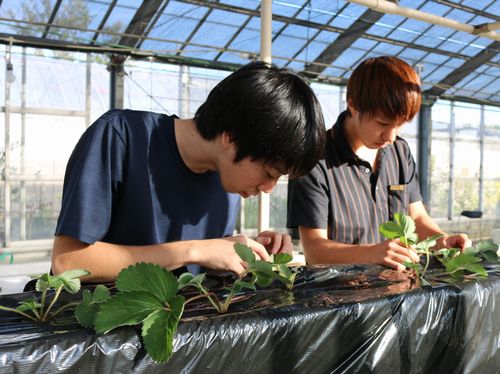 固形培地耕準備の様子