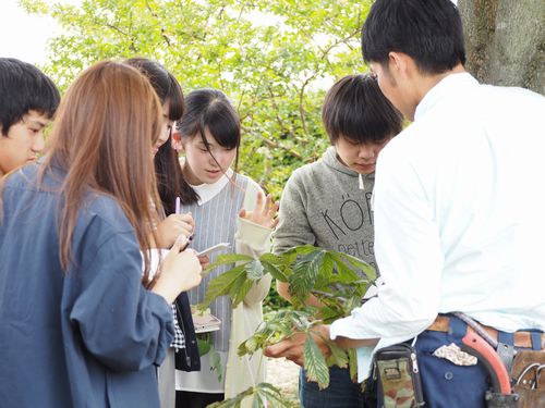 造園基礎の授業(樹木の見分け方)