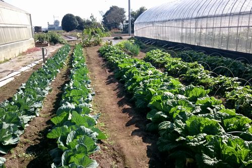 ハウスの間の野菜圃場