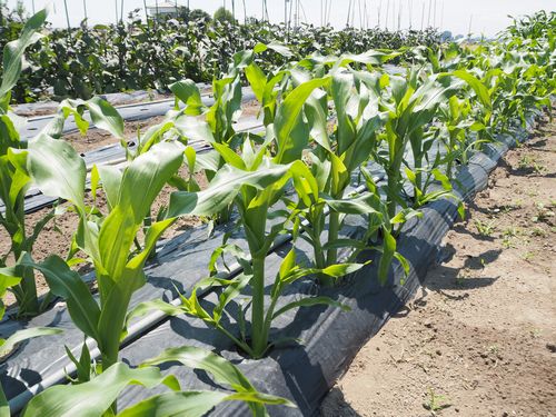 野菜栽培圃場(トウモロコシ)