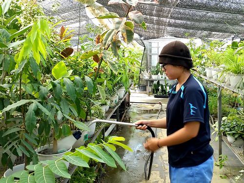 観葉植物管理の様子