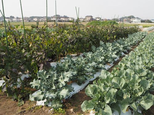 野菜栽培圃場(ほじょう)